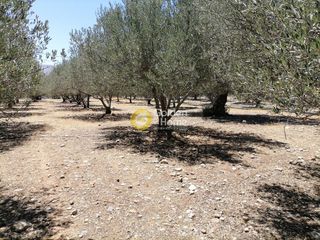 Οικόπεδο 5.000 τ.μ. προς πώληση, Μονόχωρο-thumb-10