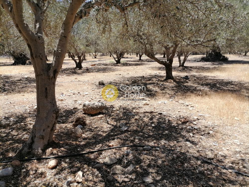 Οικόπεδο 5.000 τ.μ. προς πώληση, Μονόχωρο
