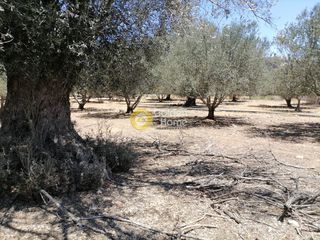 Οικόπεδο 5.000 τ.μ. προς πώληση, Μονόχωρο-thumb-8
