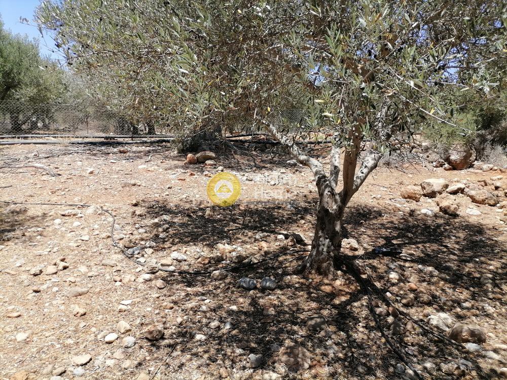 Οικόπεδο 5.000 τ.μ. προς πώληση, Μονόχωρο
