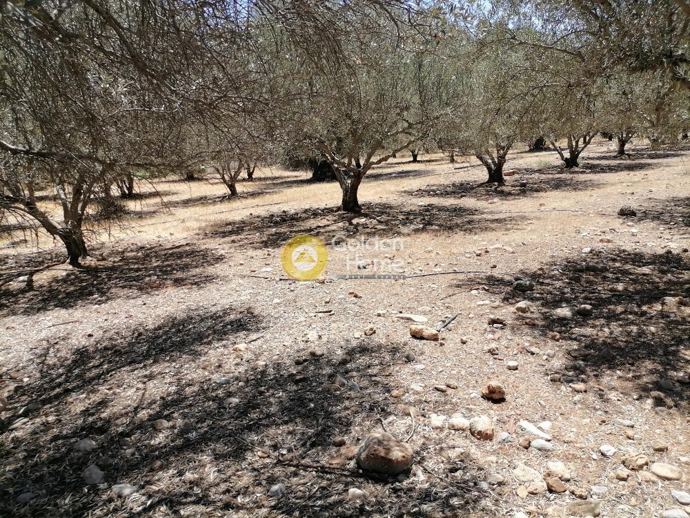 Οικόπεδο 5.000 τ.μ. προς πώληση, Μονόχωρο