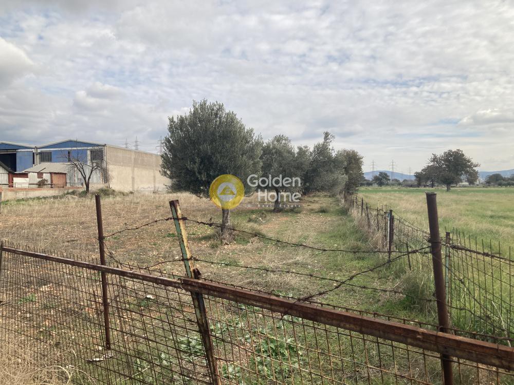 Αγροτεμάχια 6.250 τ.μ. προς πώληση, Σκροπονέρια Ανθηδώνος