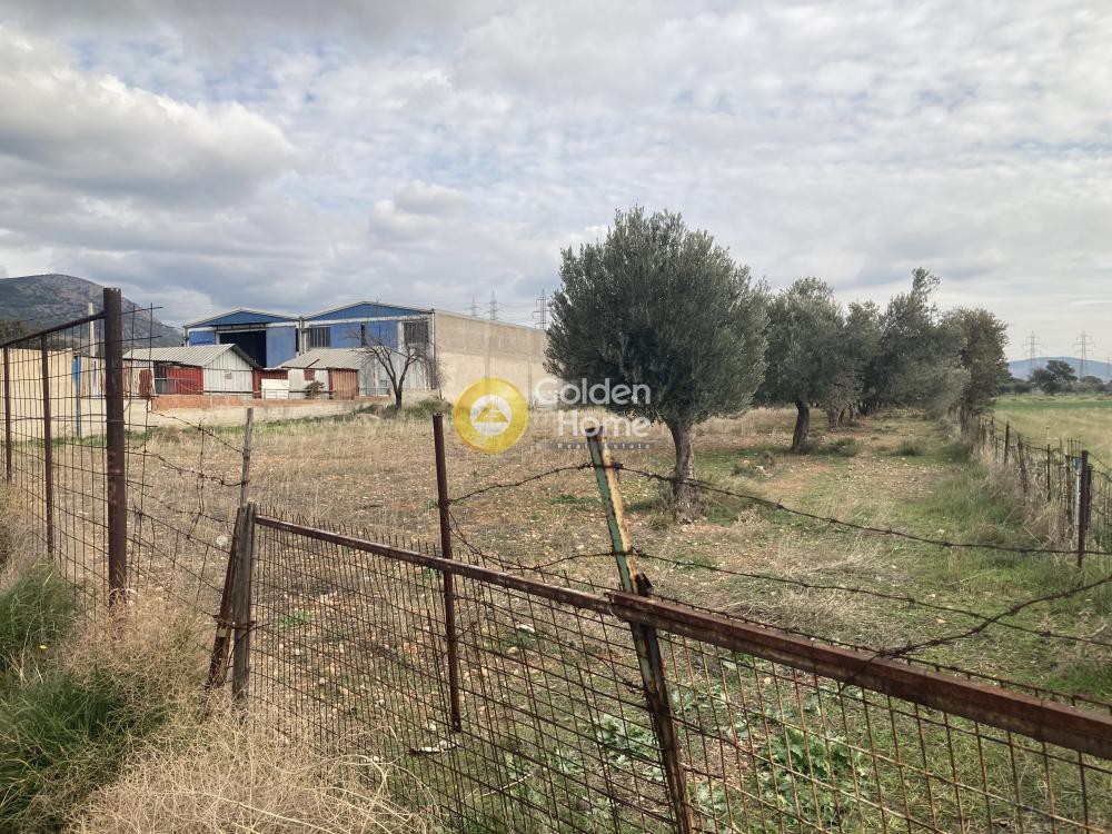 Αγροτεμάχια 6.250 τ.μ. προς πώληση, Σκροπονέρια Ανθηδώνος