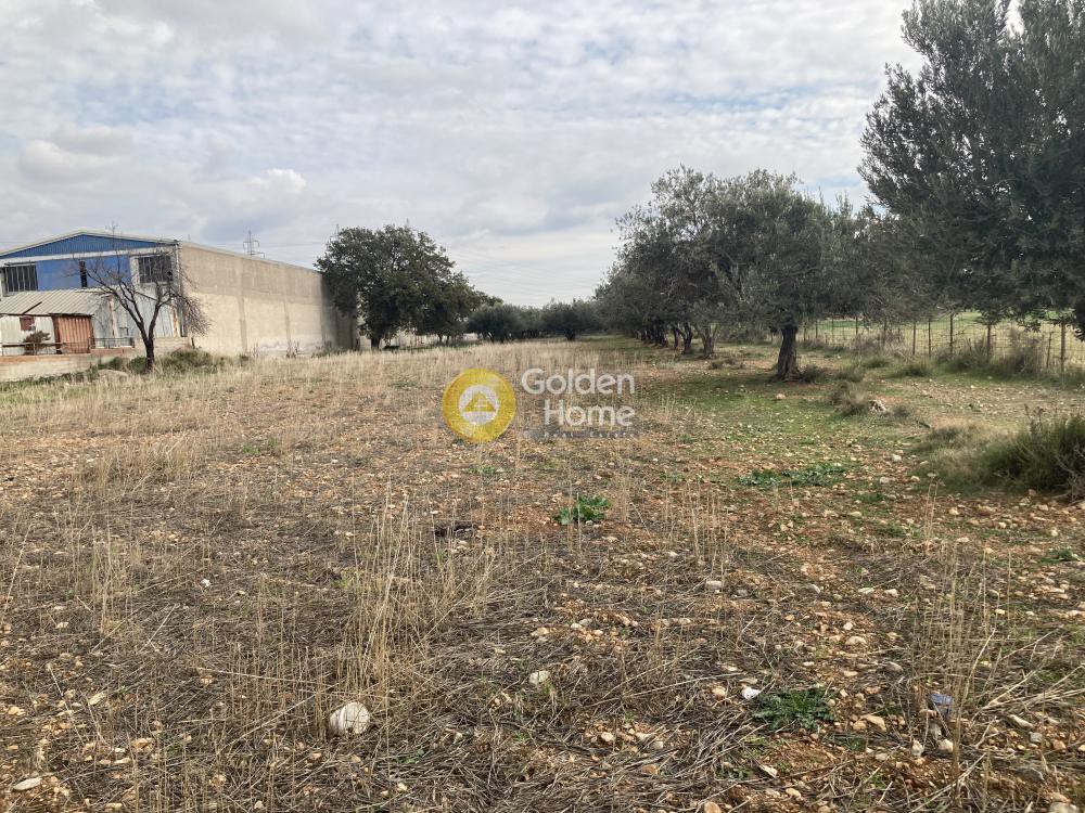Αγροτεμάχια 6.250 τ.μ. προς πώληση, Σκροπονέρια Ανθηδώνος