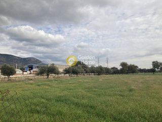 Αγροτεμάχια 6.250 τ.μ. για πώληση