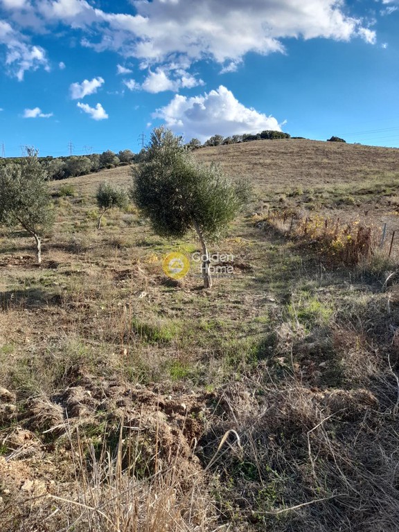 Αγροτεμάχια 5.000 τ.μ. προς πώληση, Σάκκα