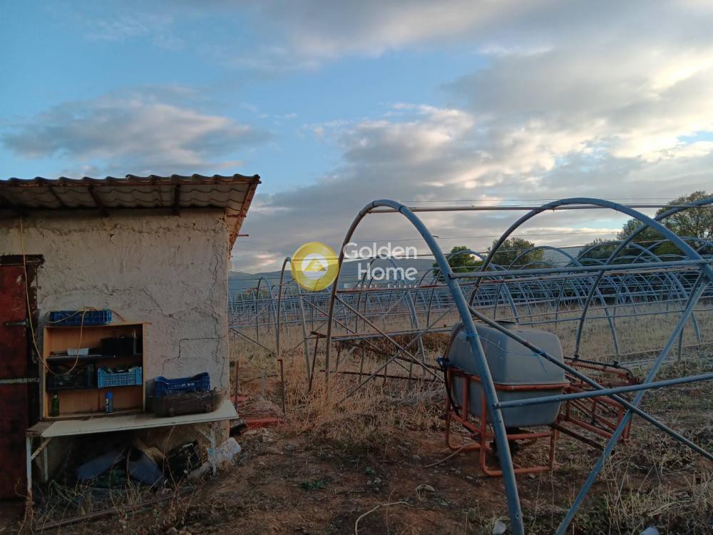 Αγροτεμάχια 4.000 τ.μ. προς ενοικίαση, Αττική - Υπόλοιπο, Ωρωπός