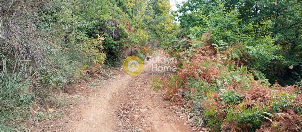 Αγροτεμάχια 6.620 τ.μ. πρός πώληση, Μαγνησία, Μηλιές