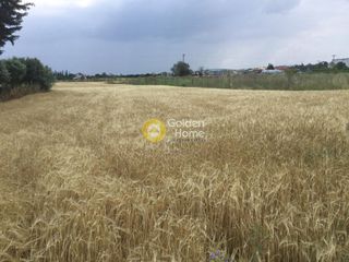 Αγροτεμάχια 7.000 τ.μ. για ενοικίαση