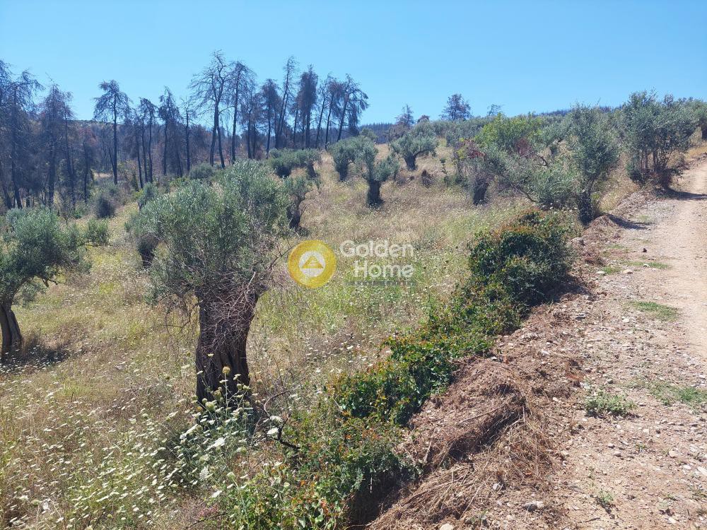 Αγροτεμάχια 5.000 τ.μ. προς πώληση, Παραλία Γουβών