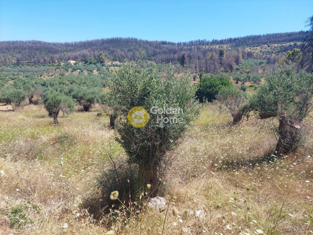 Αγροτεμάχια 5.000 τ.μ. προς πώληση, Παραλία Γουβών