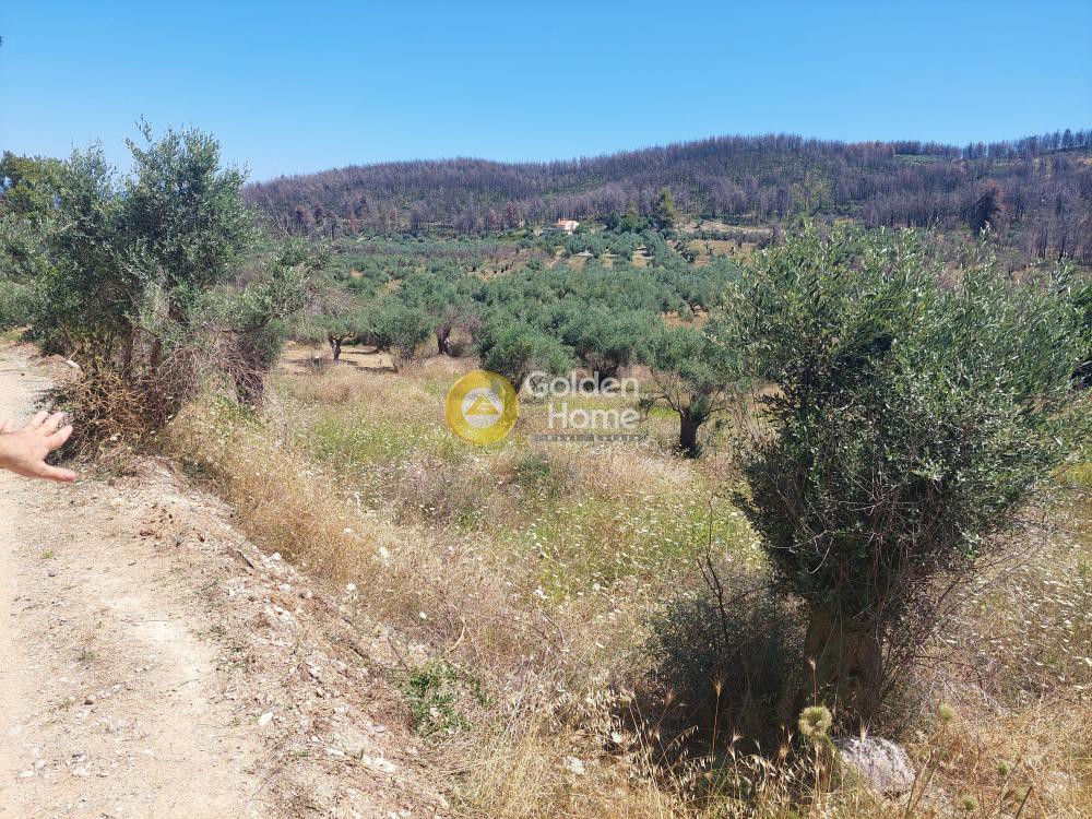 Αγροτεμάχια 5.000 τ.μ. προς πώληση, Παραλία Γουβών