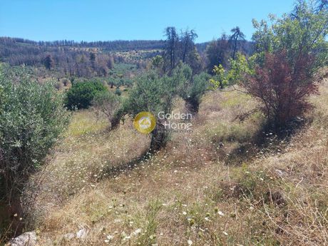 Αγροτεμάχια 5.000τ.μ. για πώληση-Αρτεμίσιο » Παραλία γουβών