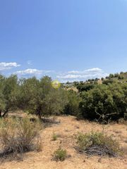 Αγροτεμάχια 12.000 τ.μ. για πώληση