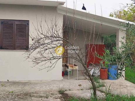 Αγροτεμάχια 5.000 τ.μ. για πώληση