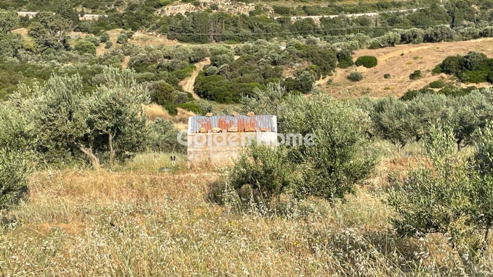 Οικόπεδο 100.000 τ.μ. προς πώληση, Λαφιώτικα