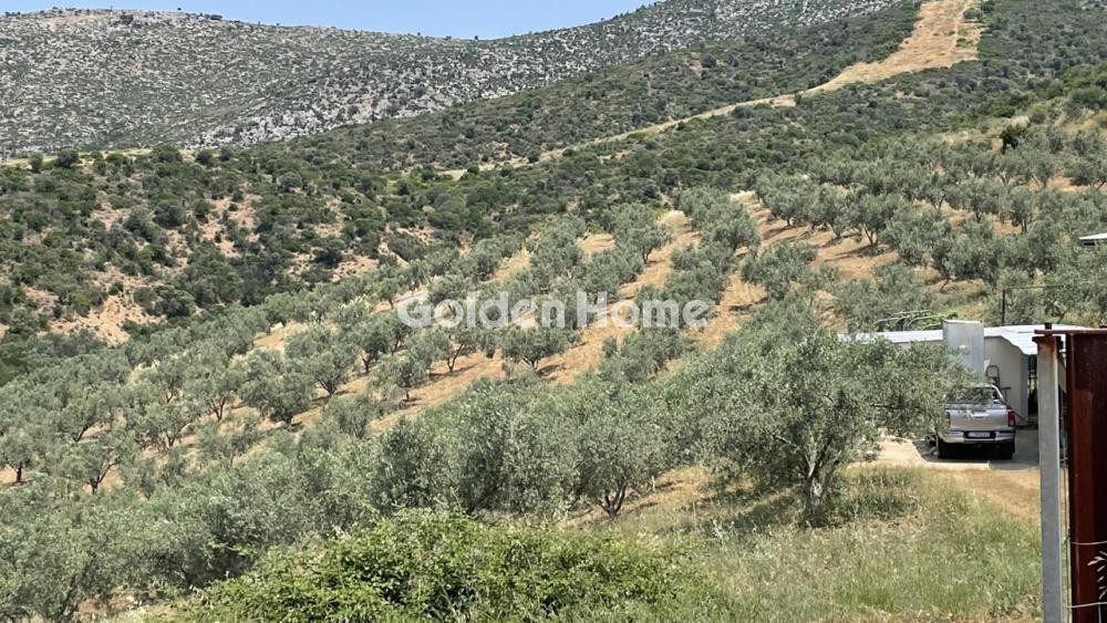 Οικόπεδο 100.000 τ.μ. προς πώληση, Λαφιώτικα