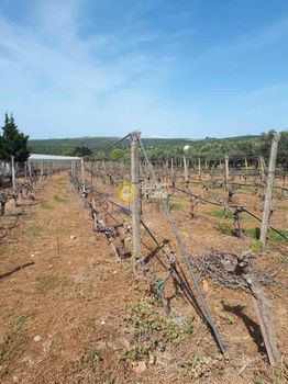 Land plot 4.000sqm for sale-Arkalochori » Roussochoria