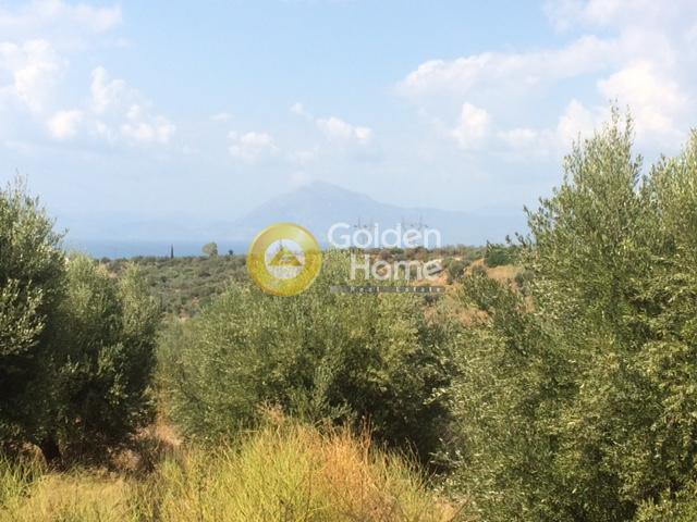 Αγροτεμάχια 8.000 τ.μ. για πώληση, Αχαΐα, Μεσσατίδα