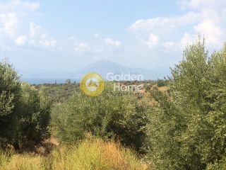 Αγροτεμάχια 8.000 τ.μ. για πώληση