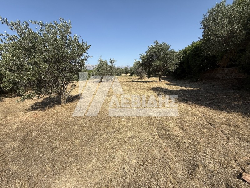 Οικόπεδο 1.640 τ.μ. προς πώληση, Άγιος Μηνάς Χίου