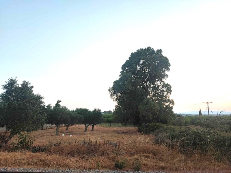 Οικόπεδο 3.030 τ.μ. προς πώληση, Άρις