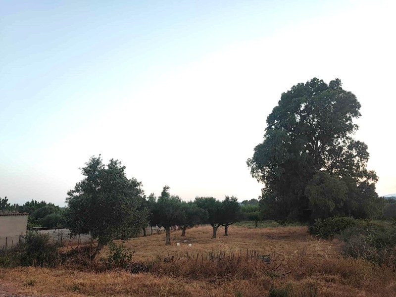 Οικόπεδο 3.030 τ.μ. προς πώληση, Άρις
