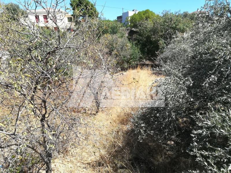 Οικόπεδο 607 τ.μ. προς πώληση, Ομηρούπολη