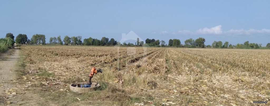 Αγροτεμάχια 65.000 τ.μ. για πώληση, Ν. Ηλείας, Αμαλιάδα