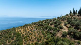 Αγροτεμάχια 3.423 τ.μ. για πώληση, Αρκαδία, Απόλλωνας-thumb-6