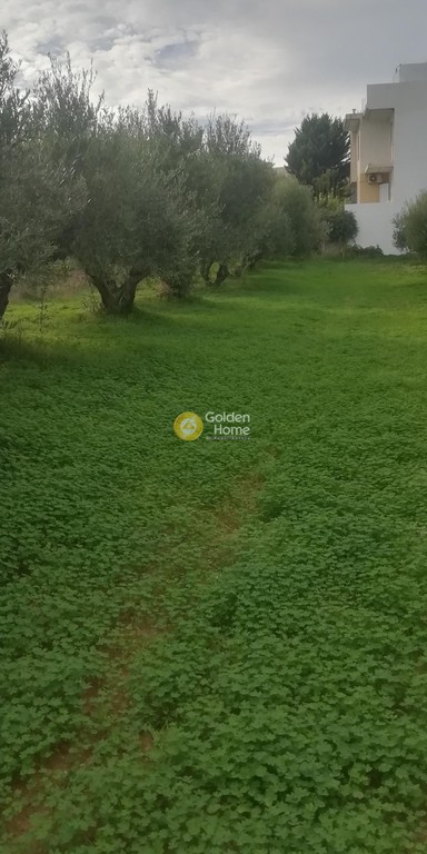 Οικόπεδο 539 τ.μ. προς πώληση, Βασιλείες