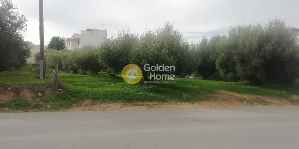 Οικόπεδο 539 τ.μ. προς πώληση, Βασιλείες
