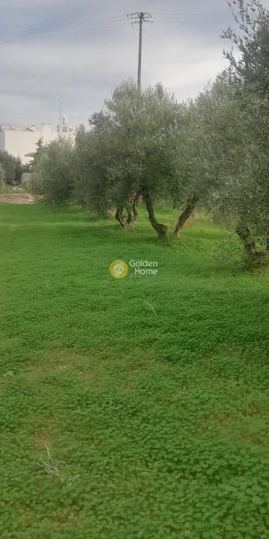 Οικόπεδο 539 τ.μ. προς πώληση, Βασιλείες