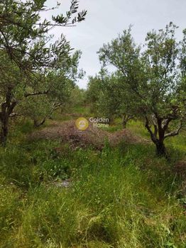 Αγροτεμάχια 4.200τ.μ. για πώληση-Ηράκλειο κρήτης » Δαφνές
