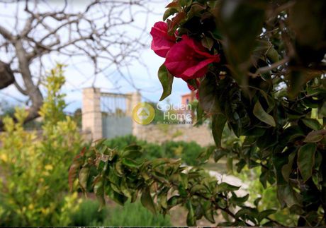 Μονοκατοικία 145τ.μ. για πώληση-Αίγινα » Λιβάδι