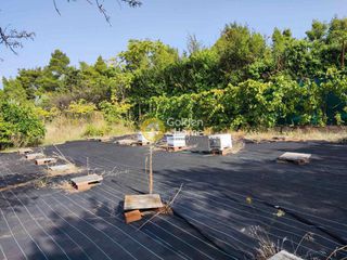 Οικόπεδο 2.000 τ.μ. για πώληση, Μαγνησία, Αρτέμιδα-thumb-8