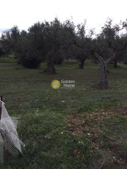Αγροτεμάχια 4.000 τ.μ. για πώληση