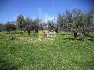 Αγροτεμάχια 2.343 τ.μ. για πώληση