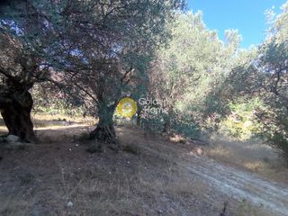 Οικόπεδο 12.000 τ.μ. για πώληση, Ν. Ρεθύμνου, Αρκάδι-thumb-2
