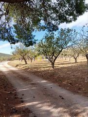 Αγροτεμάχια 20.000 τ.μ. για πώληση