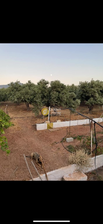 Οικόπεδο 5.723 τ.μ. προς πώληση, Λιβαδιά Ινναχωρίου