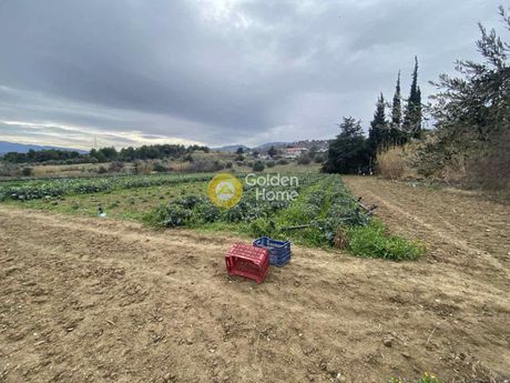 Οικόπεδο 13.000τ.μ. για πώληση-Συκάμινο
