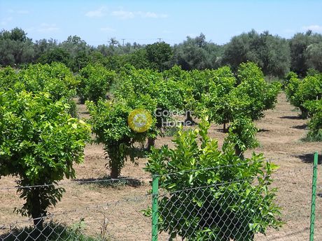 Αγροτεμάχια 10.200τ.μ. για πώληση-Διακοπτό » Καλαντέρι