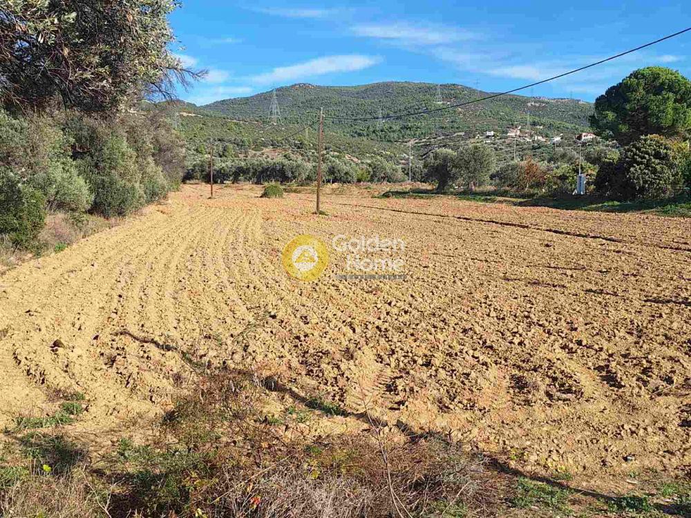 Αγροτεμάχια 5.570 τ.μ. προς πώληση, Αφράτι Ληλαντίου