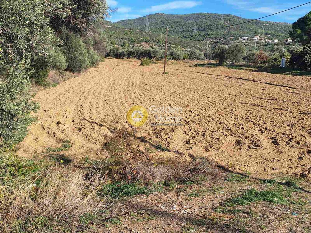 Αγροτεμάχια 5.570 τ.μ. προς πώληση, Αφράτι Ληλαντίου