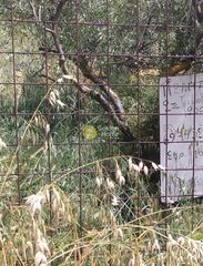 Αγροτεμάχια 2.008 τ.μ. προς πώληση