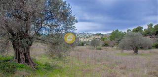 Αγροτεμάχια 13.544 τ.μ. για πώληση