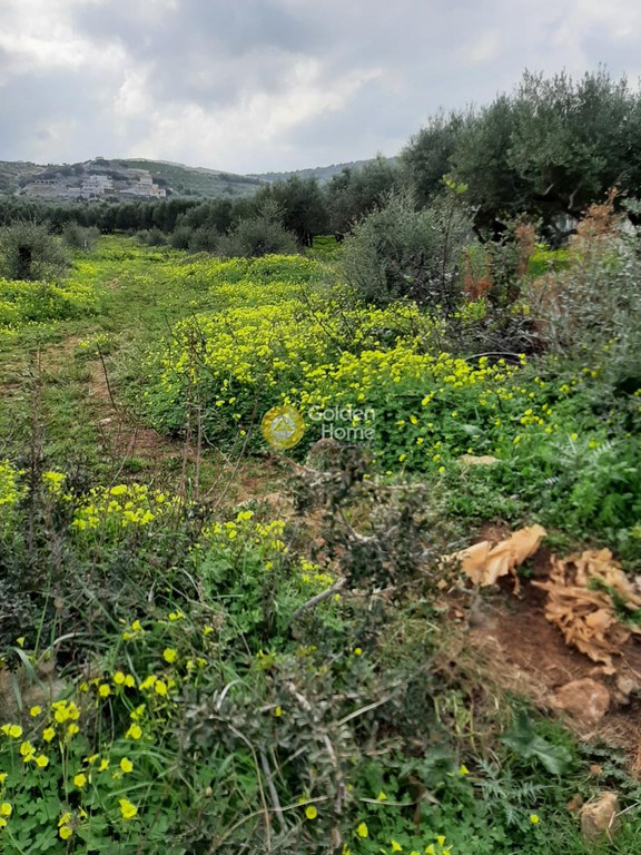 Οικόπεδο 1.670 τ.μ. προς πώληση, Αγριανά