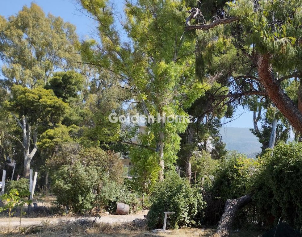 Οικόπεδο 13.000 τ.μ. προς πώληση, Λουτρά Ωραίας Ελένης