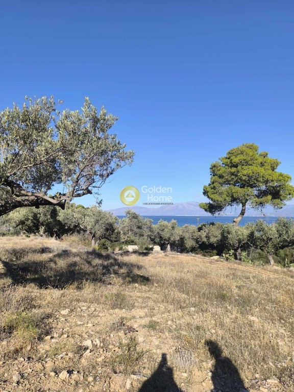 Αγροτεμάχια 22.000 τ.μ. προς πώληση, Καβαλλιανή